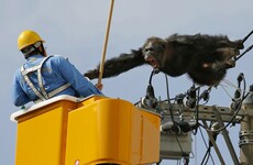 Take a break and watch this chimpanzee's dramatic attempt to escape a zoo