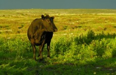 EU approves early payments to farmers