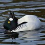 This rabbit/duck optical illusion is freaking people out