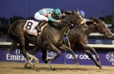 A Bluffer's Guide to... Breeders' Cup Weekend