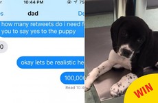This girl finally got a new puppy after winning a Twitter bet with her dad