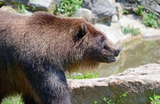 Outdoor Studies professor mauled by bear during mountaineering class
