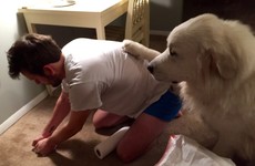20 times dogs proved that we don't deserve them