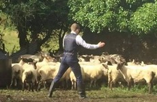 15 things that could only happen on Irish farms