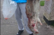 Residents of a Dublin estate say they're plagued by 'giant' rats