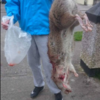 Residents of a Dublin estate say they're plagued by 'giant' rats