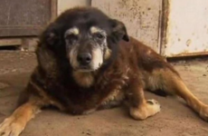 The 'world's oldest dog' has died aged 30