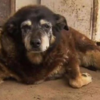 The 'world's oldest dog' has died aged 30