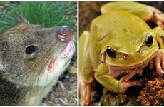 Australia is trying to stop its "native cat" from being wiped out by poisonous toads