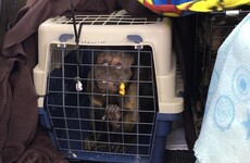 49 starving monkeys rescued from South African garden centre