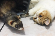 You need to see this Instagram account of a cat who's best friends with ferrets