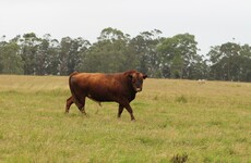 Investigation after Tyrone farmer dies in bull attack