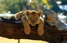 Lion on the line: report of loose wildlife disrupts Yorkshire train