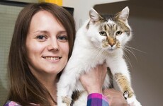 Take a break and meet the cat that went missing for six years