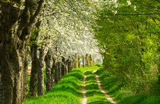 Dublin man awarded €50k after neighbour trespassed to cut down 50ft-high trees