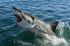American surfer mauled by 6ft shark