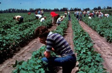Forget gold: this season's must-have commodity is cotton