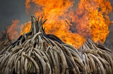 The world's biggest ivory bonfire is happening right now