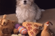 This little pup sold out his best friend for pizza, as we all would've done
