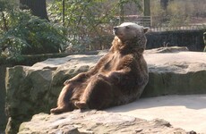 This extremely chill bear inspired a brilliant Photoshop battle