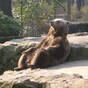 This extremely chill bear inspired a brilliant Photoshop battle