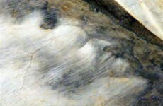 Surprise! Hidden devil discovered by accident in famed Italian artwork