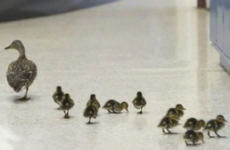 This school closes every year to let a duck guide her babies through the halls