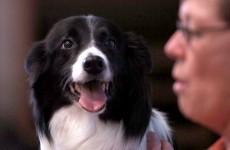 Occupy Denver elects its new leader... 'Shelby' the dog