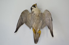Three protected birds of prey found poisoned