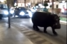 Hippo escapes from circus, takes a stroll down busy Spanish street