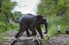 Seven elephants killed by train in India