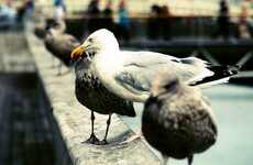 21 reasons living in Dublin will ruin you for life