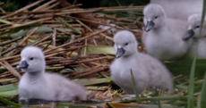 Hiding in plain sight: The secret life of wildlife in Irish cities unveiled