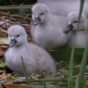 Hiding in plain sight: The secret life of wildlife in Irish cities unveiled