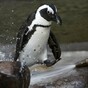 'Gay penguins' separated at Toronto zoo