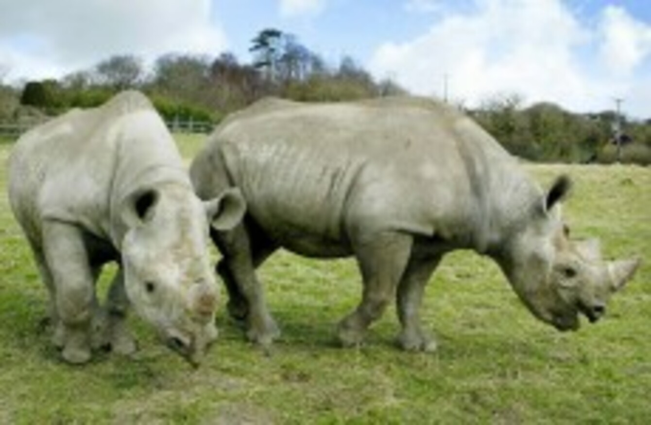 Western Black Rhino Declared Extinct TheJournal ie