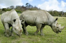 Western black rhino declared extinct