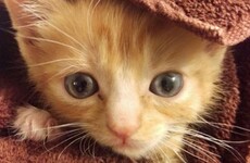 This disabled kitten was found by a vet so they built him the cutest wheelchair