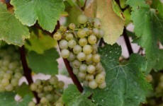 Who is stealing Germany's grapes?