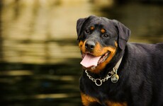 Poll: Should restricted dogs be kept as family pets?