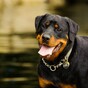 Poll: Should restricted dogs be kept as family pets?
