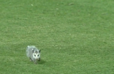 College baseball player bravely confronts baby opossum pitch-invader... then chickens out