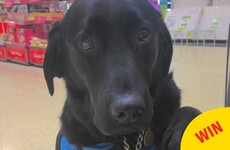 A Maynooth waiter's kind gesture to this child with autism and his assistance dog is just lovely