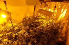 60-year-old man arrested after cannabis factory found in house