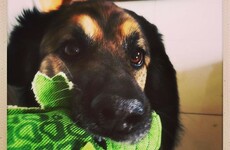 This Instagram account documents a Cork rescue dog and all his adorable foster pals