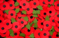 Poll: Should we wear poppies to honour the Irish war dead?