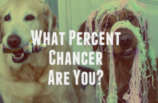 What Percent Chancer Are You?