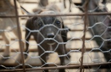 Bill paves way for government to enact puppy farm law