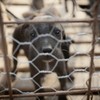 Bill paves way for government to enact puppy farm law