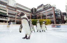 It's Friday so here's a slideshow of penguins from around the world